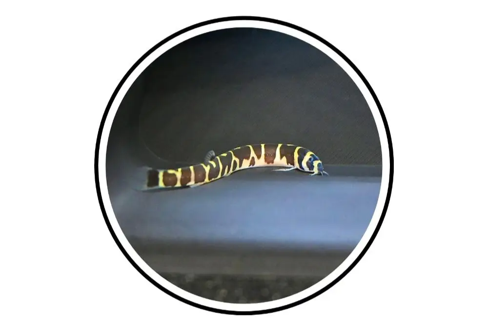 AquaTunnel Wielofunkcyjna Podziemna Jaskinia Akwariowa