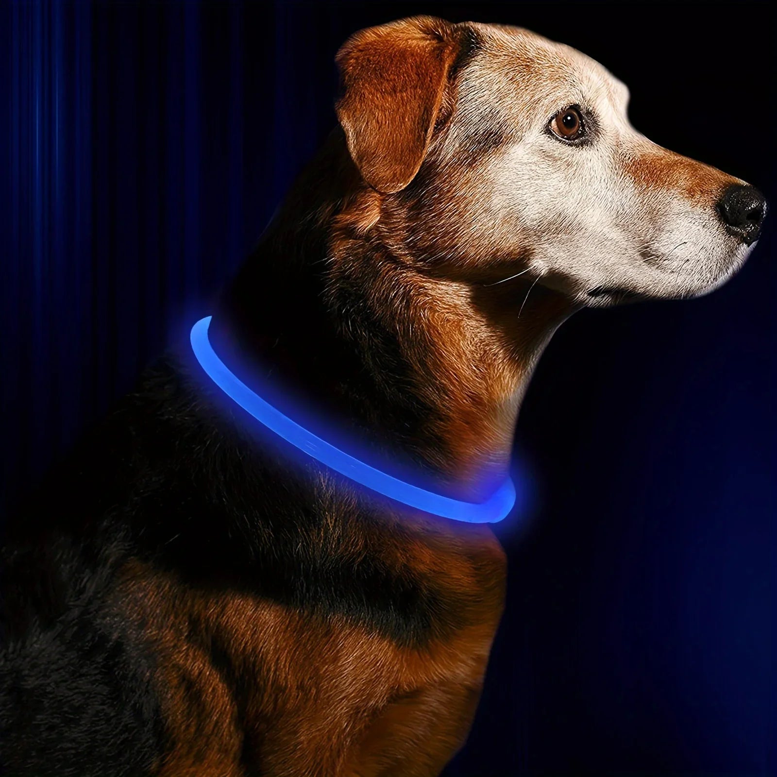 Pas bezpieczeństwa GlowGuard LED dla psów – ładowany przez USB i odblaskowy