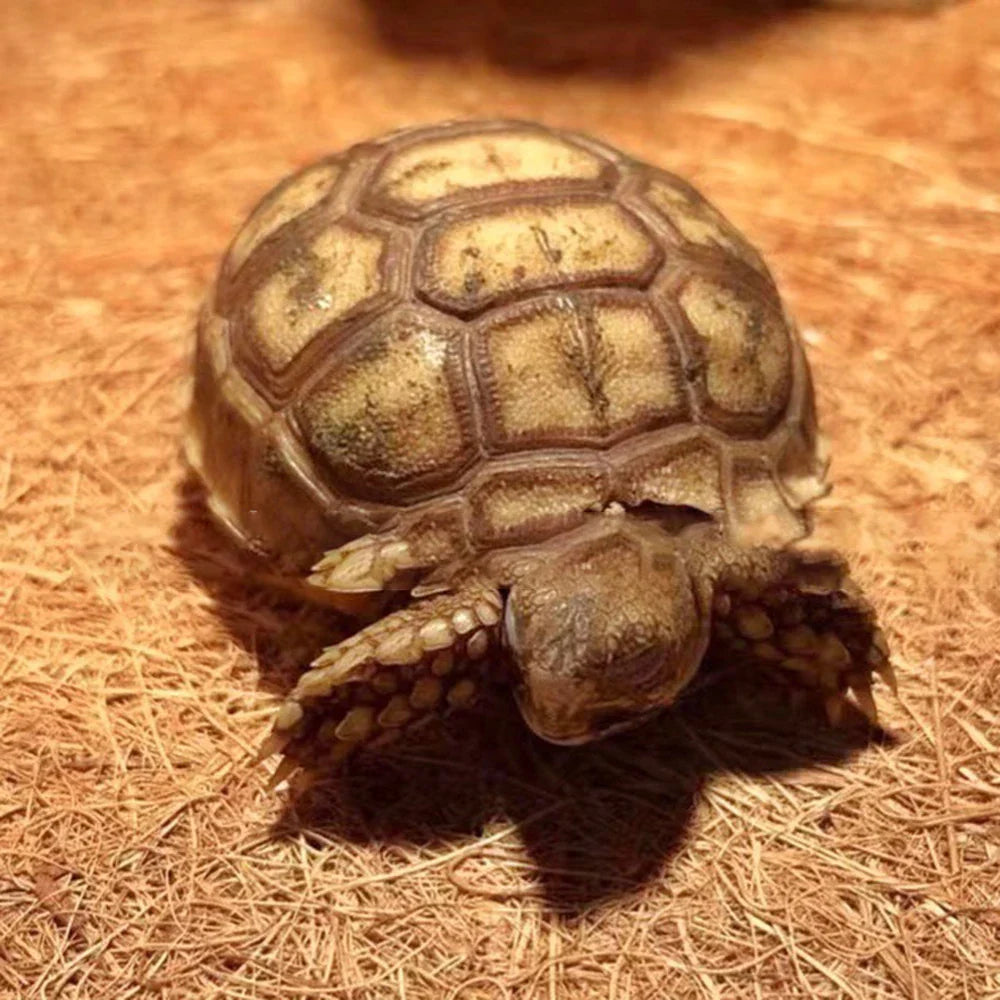 EcoTera Naturalna Mata do Terrarium z Włókna Kokosowego