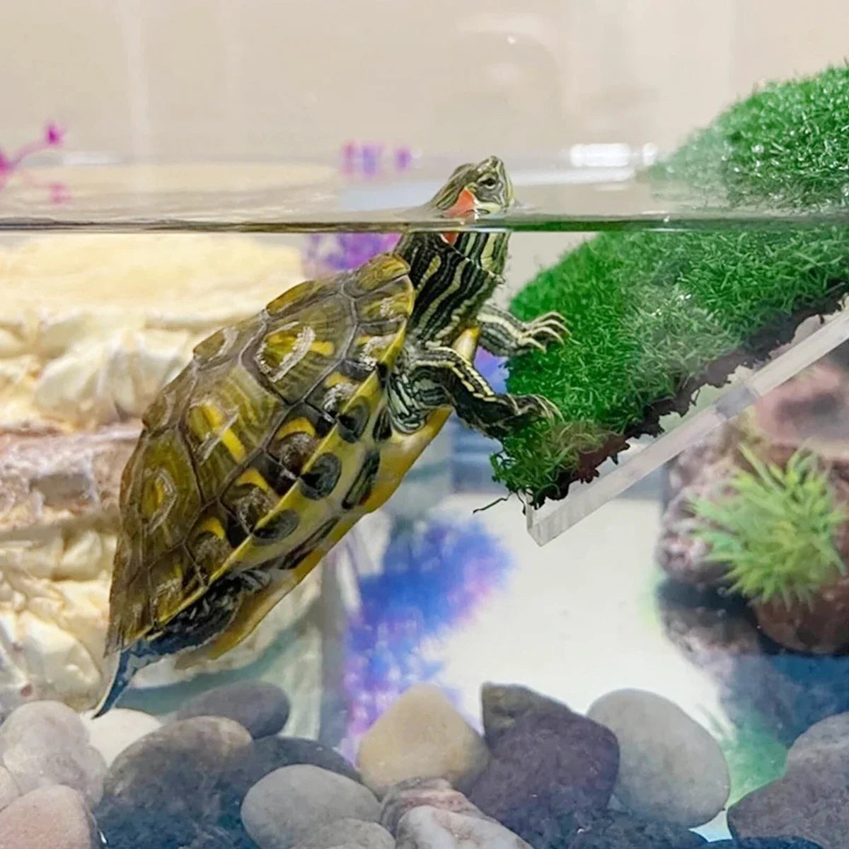 EcoLawn Wyspa Dla Żółwi – Pływająca Platforma z Trawiastą Rampą do Terrarium i Akwarium