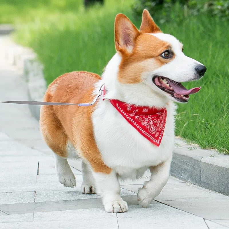 STYLPET PU Obroża z Apaszką