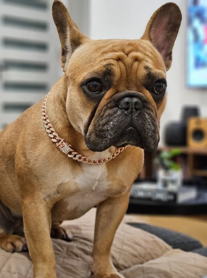 GlamPaw Diamentowe Kubańskie Łańcuchowe Obroże