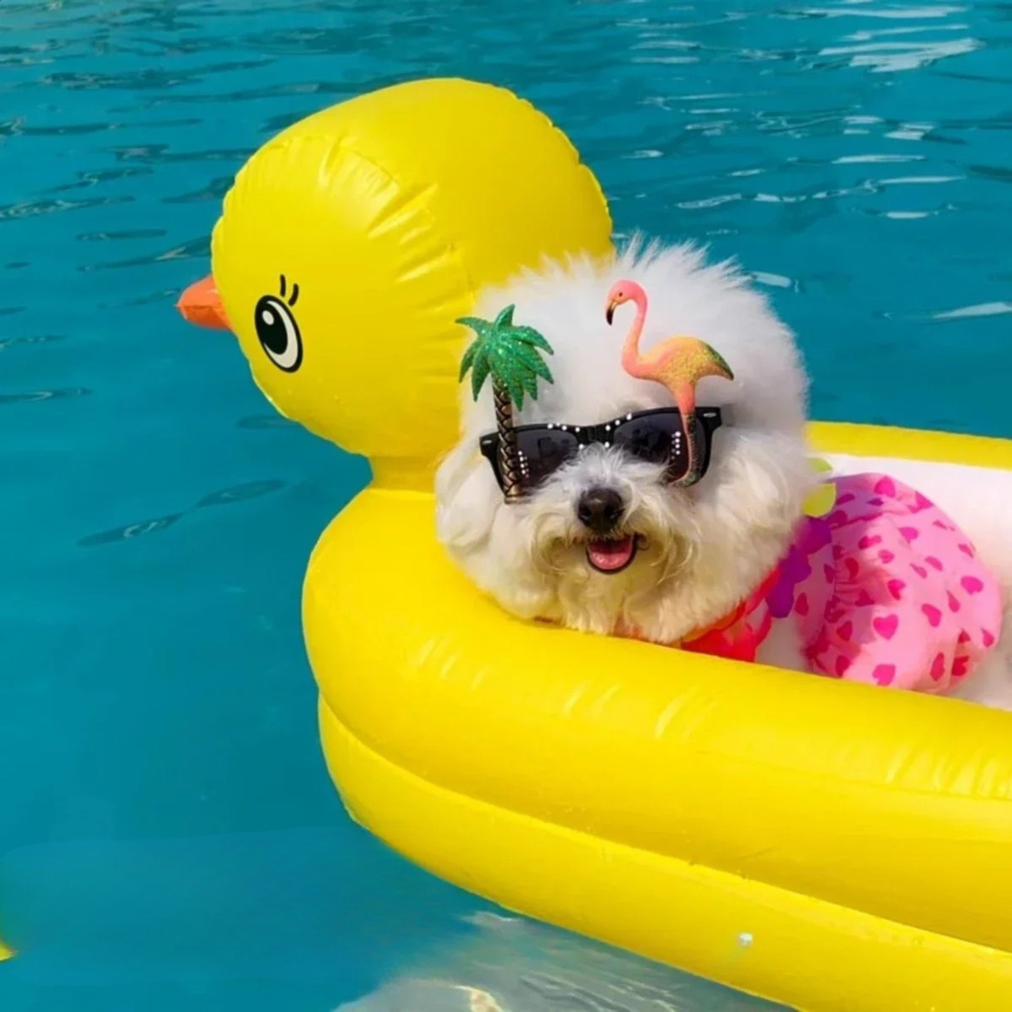 SwimBuddy 2-w-1 Pływak dla Psów