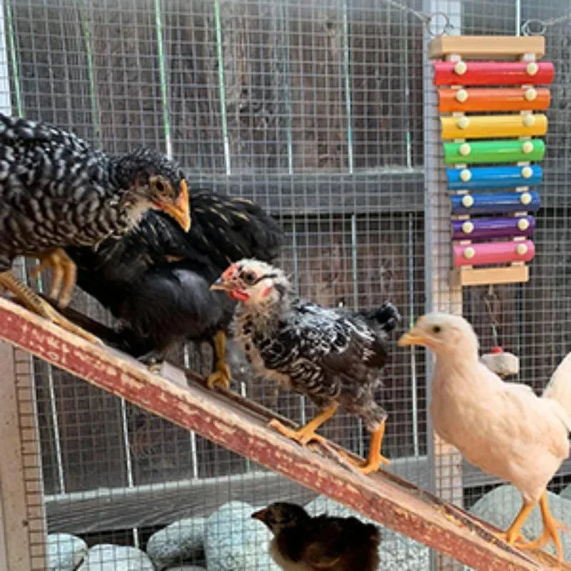 Vogelxylofoon speelgoed hout & metaal – kolorowe zabawki dla kurcząt i papużek