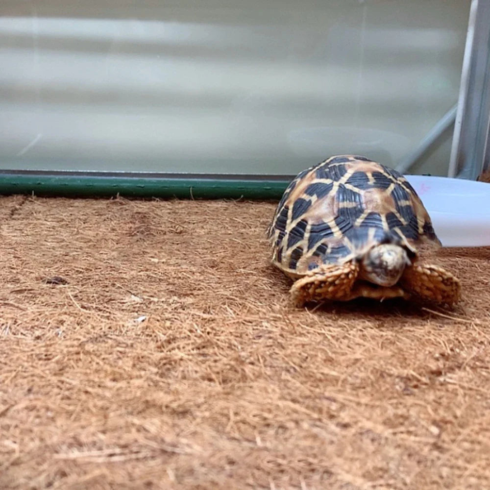 EcoTera Naturalna Mata do Terrarium z Włókna Kokosowego