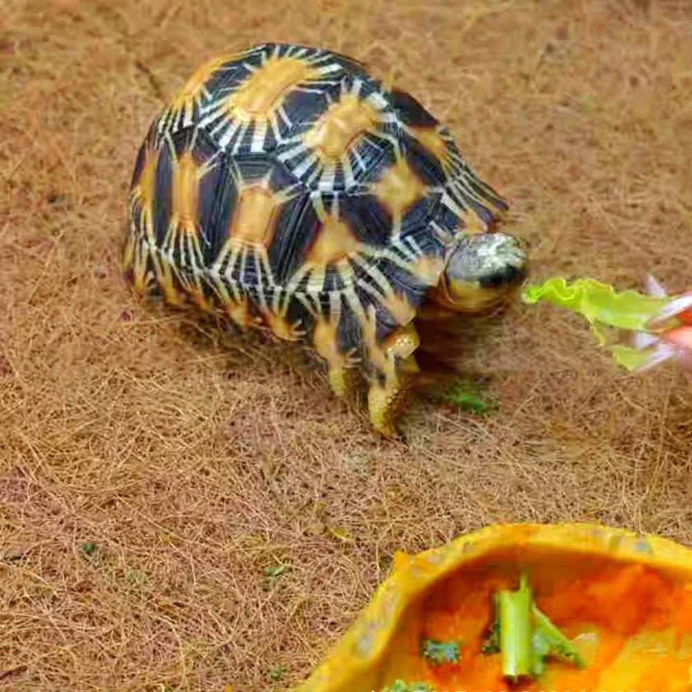 EcoTera Naturalna Mata do Terrarium z Włókna Kokosowego