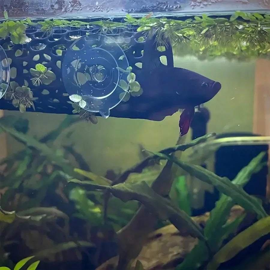 AquaHaven Czarna Rurka Kryjówka do Akwarium z Przyssawką