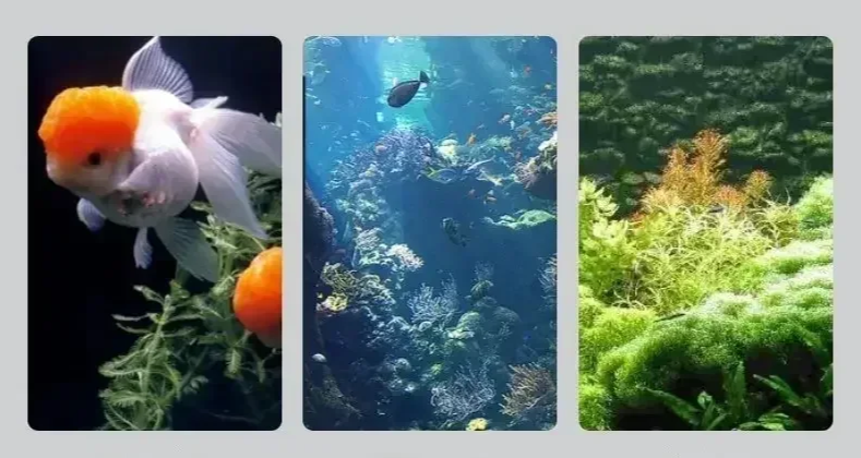 AquaView Cyfrowy Termometr LCD do Akwarium